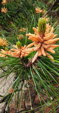 小众送妈妈的花有哪些花