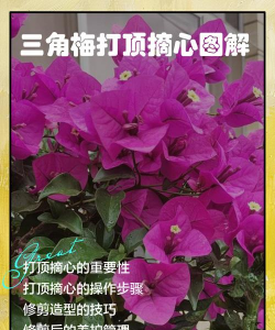 三角梅怎么摘心