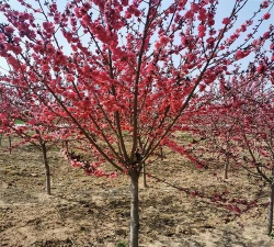 红叶碧桃几月移栽