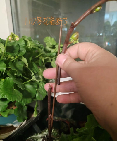 小众送妈妈的花有哪些花