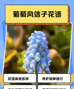 小众送妈妈的花有哪些花