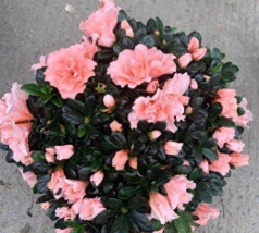 小众送妈妈的花有哪些花