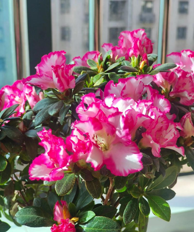 小众送妈妈的花有哪些花