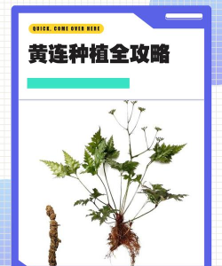 现场种植黄连怎么种植