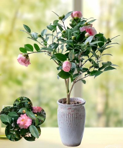 小众送妈妈的花有哪些花