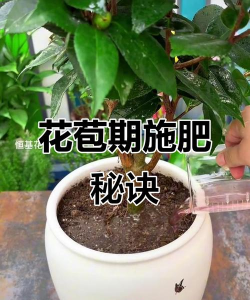 小众送妈妈的花有哪些花