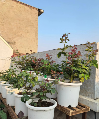 小众送妈妈的花有哪些花