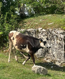 小众送妈妈的花有哪些花