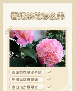 香茶花什么时候开花