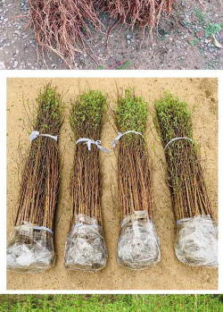 小众送妈妈的花有哪些花