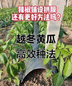 种植越冬黄瓜怎么种植