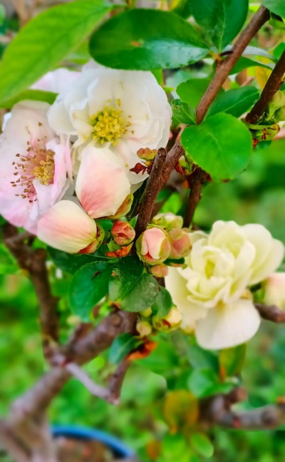小众送妈妈的花有哪些花
