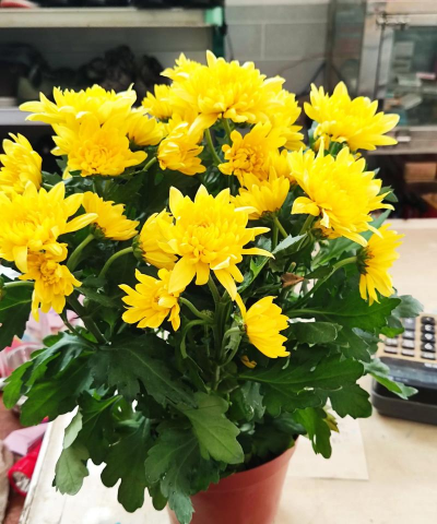 家庭养什么菊花好