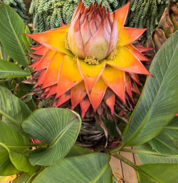 芭蕉科花属有哪些花