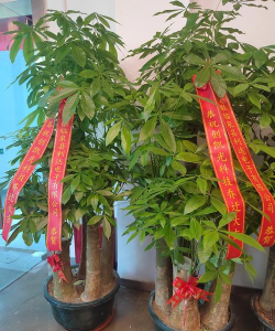 小众送妈妈的花有哪些花