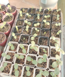 小众送妈妈的花有哪些花