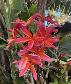 小众送妈妈的花有哪些花