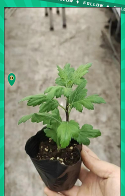 小众送妈妈的花有哪些花