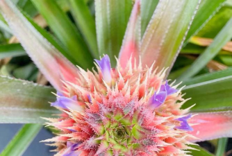 小众送妈妈的花有哪些花