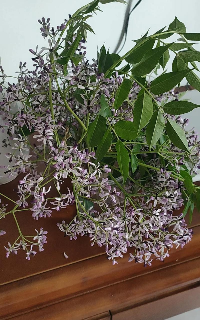 小众送妈妈的花有哪些花