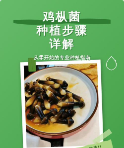 种植鸡枞怎么种植