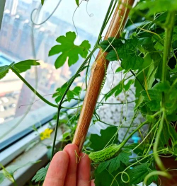 小众送妈妈的花有哪些花