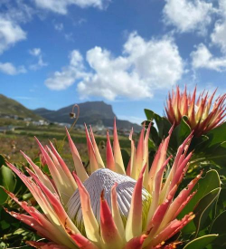 小众送妈妈的花有哪些花