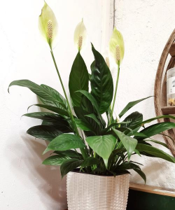 白掌可以用椰糠种植吗