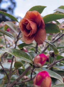 小众送妈妈的花有哪些花