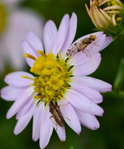狗娃花和马兰花的区别