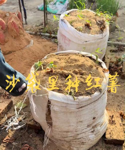 小众送妈妈的花有哪些花