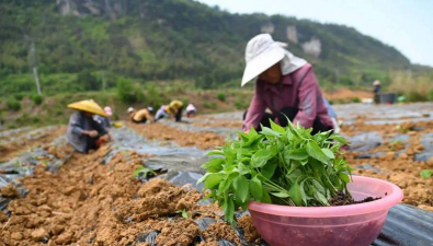 小众送妈妈的花有哪些花