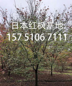 日本红枫耐寒多少度