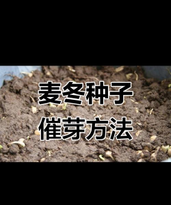 种植麦芽怎么种植方法