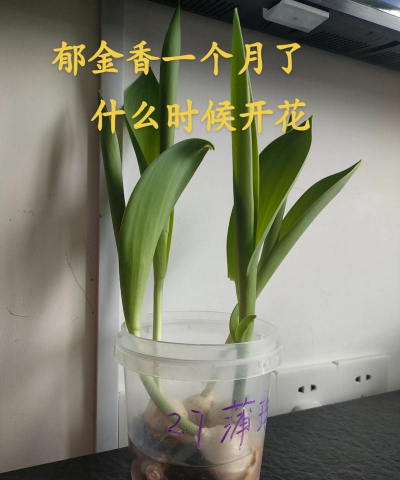 小众送妈妈的花有哪些花