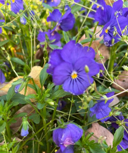 早春特有的花有哪些花