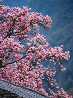 小众送妈妈的花有哪些花