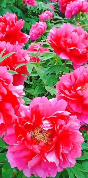 小众送妈妈的花有哪些花