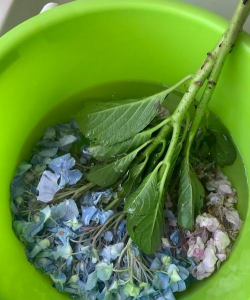 小众送妈妈的花有哪些花