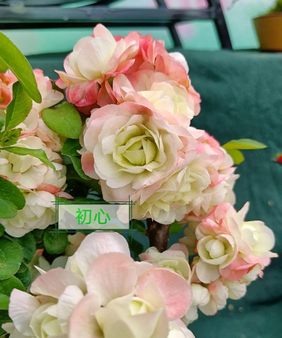 小众送妈妈的花有哪些花