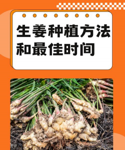 种植大姜怎么种植