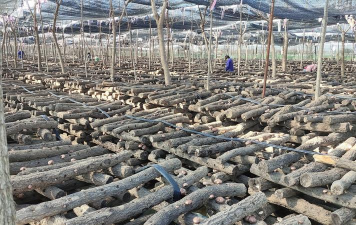 种植蘑菇木头怎么种植