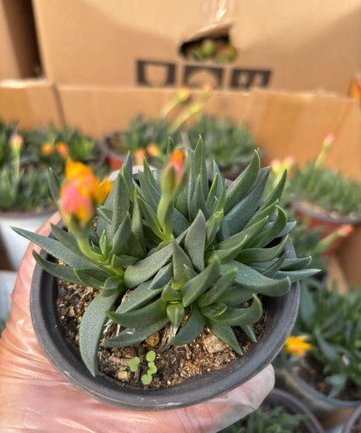 小众送妈妈的花有哪些花