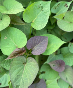 小众送妈妈的花有哪些花