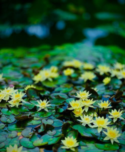 小众送妈妈的花有哪些花