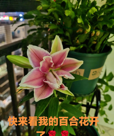 小众送妈妈的花有哪些花
