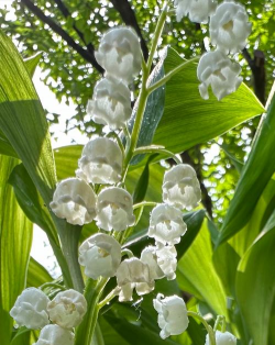 小众送妈妈的花有哪些花