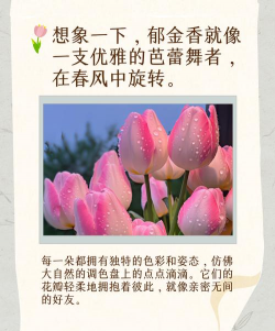 小众送妈妈的花有哪些花