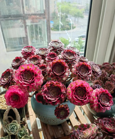 小众送妈妈的花有哪些花