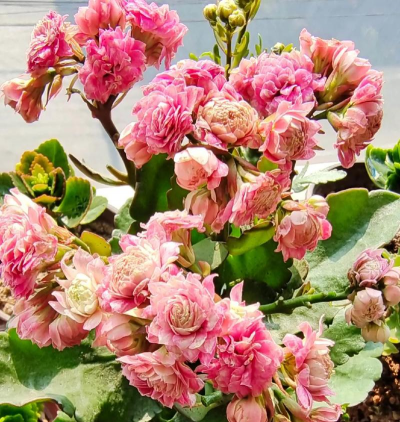 小众送妈妈的花有哪些花